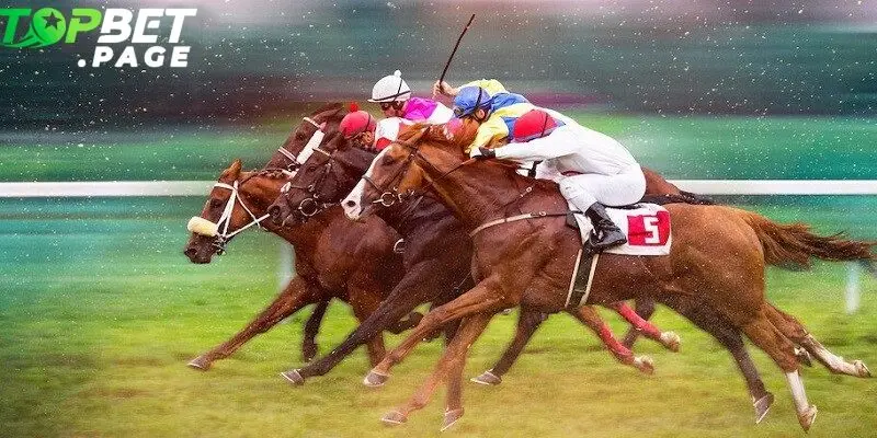 Để cá cược hiệu quả tại Đua ngựa Belmont, người chơi cần nắm rõ các khái niệm cơ bản trong môn thể thao này